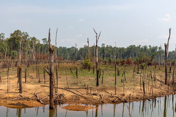 Macabre Laos landscape dry season