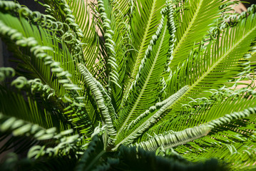 cycad plant in midday sun