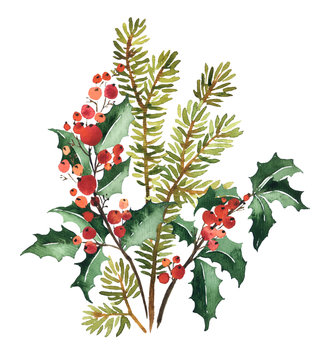 Watercolor arangement of spruce and holly for Christmas decoration