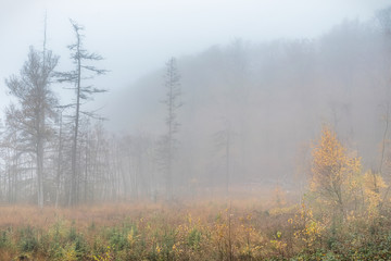 Naturschutzgebiet im Nebel