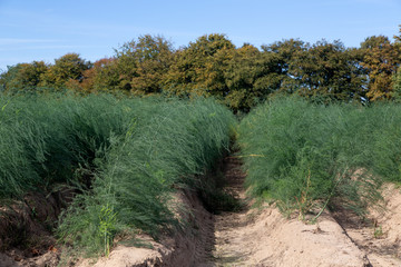 Fototapeta premium Field of asparagus after harvest