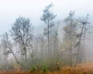 Fototapeta na wymiar Naturschutzgebiet im Nebel