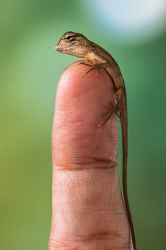 Close up of hatchling lizard on human finger