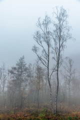 Naturschutzgebiet im Nebel