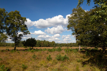 Fototapeta na wymiar Silverbirches (Betula pendula) on heathland, Leende, North Brabant, Netherlands