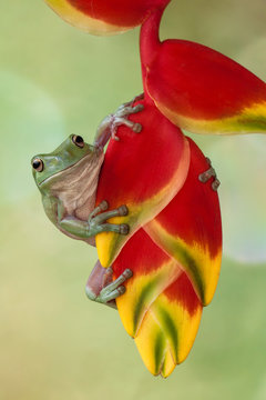 Dumpy tree frog on a heliconian flower, Indonesia