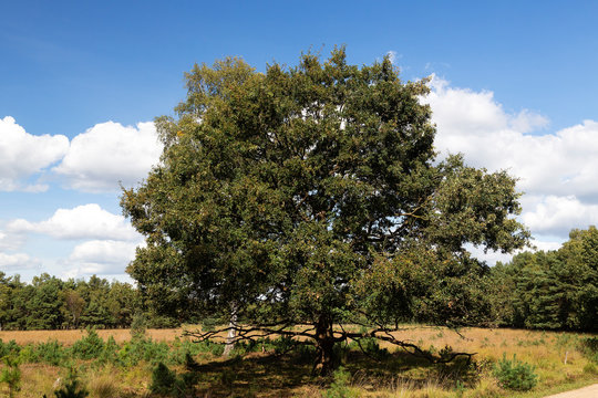 European oak (Quercus robur) on heathland, Leende, North Brabant, Netherlands