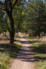 Obraz premium Path through forest, Leenderbos; North Brabant; Netherlands