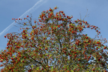 European Rowan full of berries (Sorbus aucuparia) on blue skys