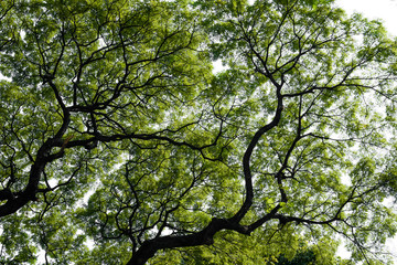 Big tree with green leaf