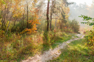 Fototapeta na wymiar Footpath in the morning autumn forest