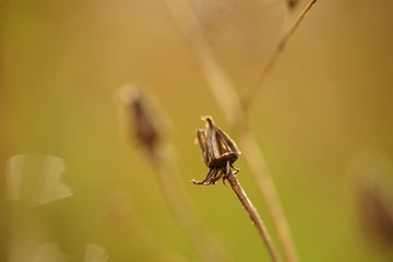 Dry dandelion in the field, macro closeup