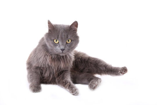 Beautiful grey cat isolated on a white background
