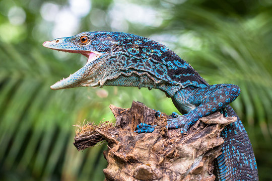 Monitor Lizard Images – Browse 2,034,562 Stock Photos, Vectors, and Video |  Adobe Stock