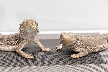 bearded dragon in a terrarium