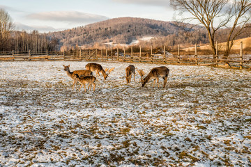 bieszczady zima  © Piotr
