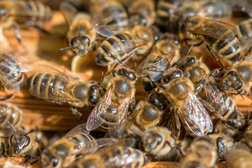 my busy bees