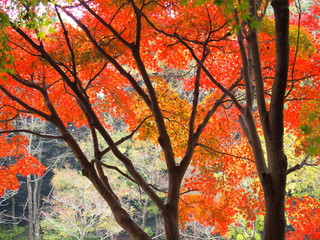 紅葉のモミジ