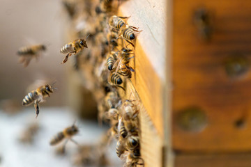 busy buzzzers