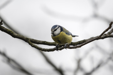 Cyanistes caeruleus - Eurasian blue tit sitting on a branch.
