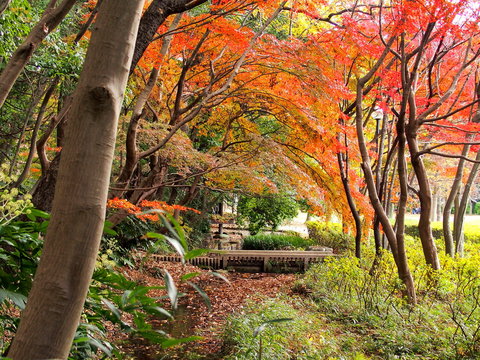 紅葉.モミジ.紅葉.もみじ.秋.水辺.川.小川」の写真素材 | 45件の無料
