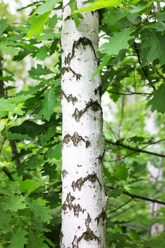 Beautiful birch tree with white birch bark in birch grove
