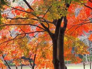 裏側から見る紅葉のモミジ