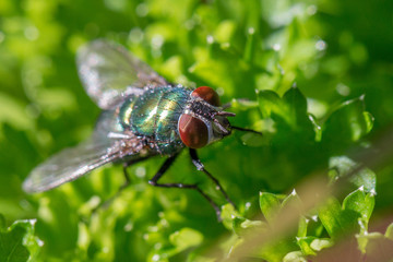 fly macro