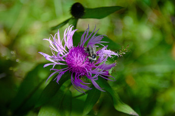 wild mountain flowers close-up, landscape