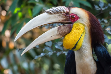 Close up of hornbill bird