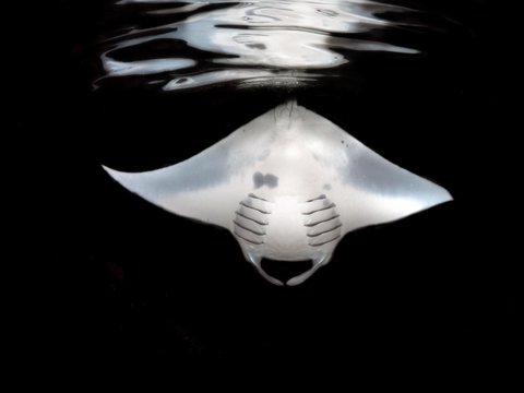 Manta ray swimming in sea