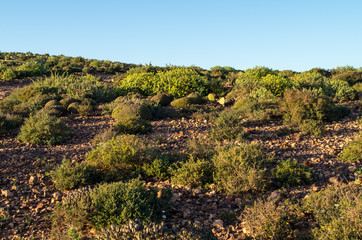 Naklejka premium Green desert after period of rain in Sidi Ifni, Morocco.