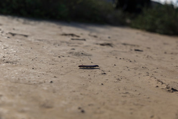 Centipede walking