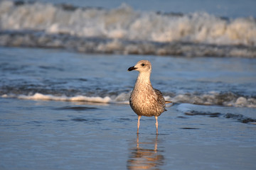 Möwe am Juister Strand