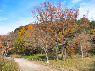 Fototapeta premium 晩秋の21世紀の森と広場風景
