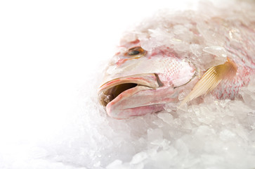 Fototapeta na wymiar Fresh appetizing chilled fish on ice.
