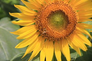 ひまわりと花粉を集めているミツバチ(宮城県)