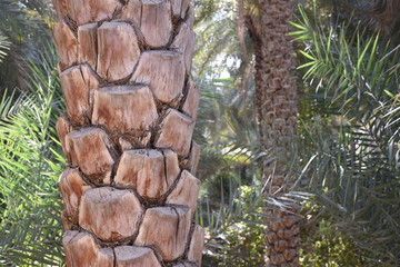 Palm Tree Trunk Close-up, Al Ain Oasis, UAE