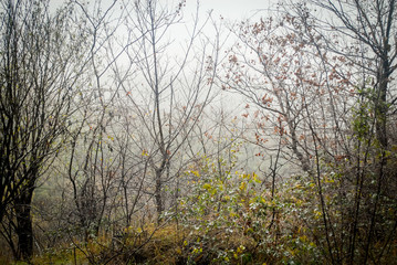 Forest after the rain. Autumn forest. Rainy forest in autumn. 