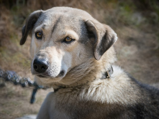 Guard dog on chain