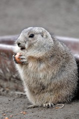 Schwarzschwanz Präriehund