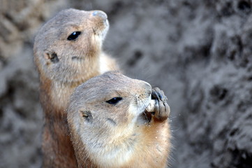 Schwarzschwanz Präriehund
