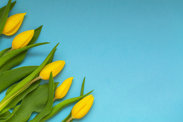 Yellow tulips on blue background. Flat lay, top view. Tulip flower background. Add your text.