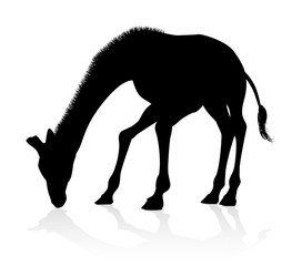 A high quality giraffe animal silhouette