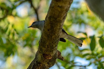 Bird , Oriental magpie robin
