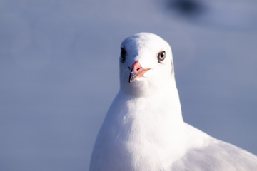 Seagull Flight, Sea Bird Flying Through Blue Sky Blue sea white bright tone nature can retreat your day from everyday life living travel seascape blur blue tone background