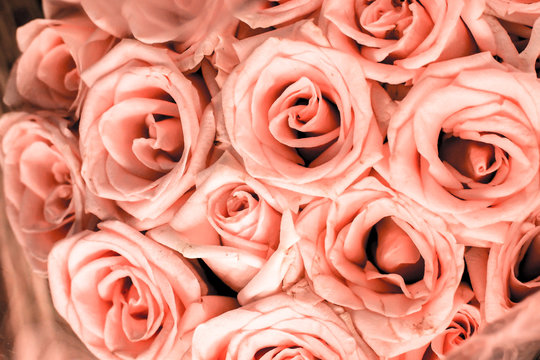 Close Up Of Pink Pastel Rose Flower Bouquet With Pink Petal Rose Best Pastels Tones Background.jpg