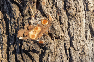 Bark of a tree