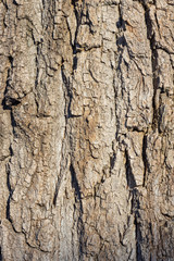 Tree bark in the sun
