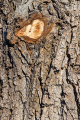Bark of a tree